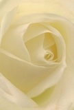 Nestled at the centre of this scene is an immaculate cream-white rose, its spiral of petals softly unfurling as if inviting you to trace their downy curves. The inner blooms carry a gentle, luminous quality, highlighted by delicate shadows falling along the folds-details that local Welling florists dedicate themselves to capturing in each bespoke bouquet. The rose exudes a quiet peace, recalling the stillness of an early stroll through the lush greenways of East Wickham and reflecting a moment of calm reflection. Its arrangement communicates reverence and sincere emotion, making it a quintessential choice for expressing heartfelt sympathy or offering admiration to someone special. There's a barely-there hint of sweet fragrance that lingers in the imagination, enveloping the room with comfort and purity. As your fingers might long to feel the texture, the interplay of matte and creamy surfaces conjures both the fragility and resilience of nature. Every element, from the delicate translucence of the outer petals to the precise, artful construction of the rose itself, celebrates the enduring beauty and skillful craftsmanship available for same-day delivery from Welling's own trusted florists.